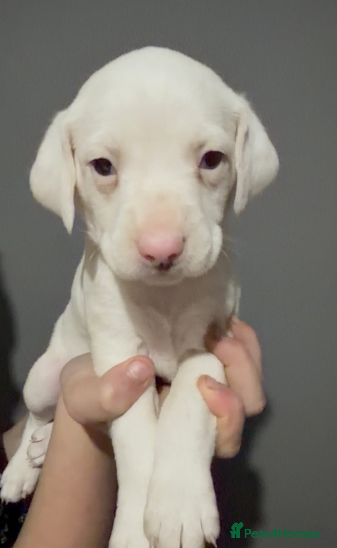 Dalmatian dogs for sale: Beautiful Dalmatian Puppies - Advert 12