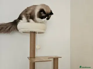 Ragdoll cats Active Ragdoll Boy - Advert 7