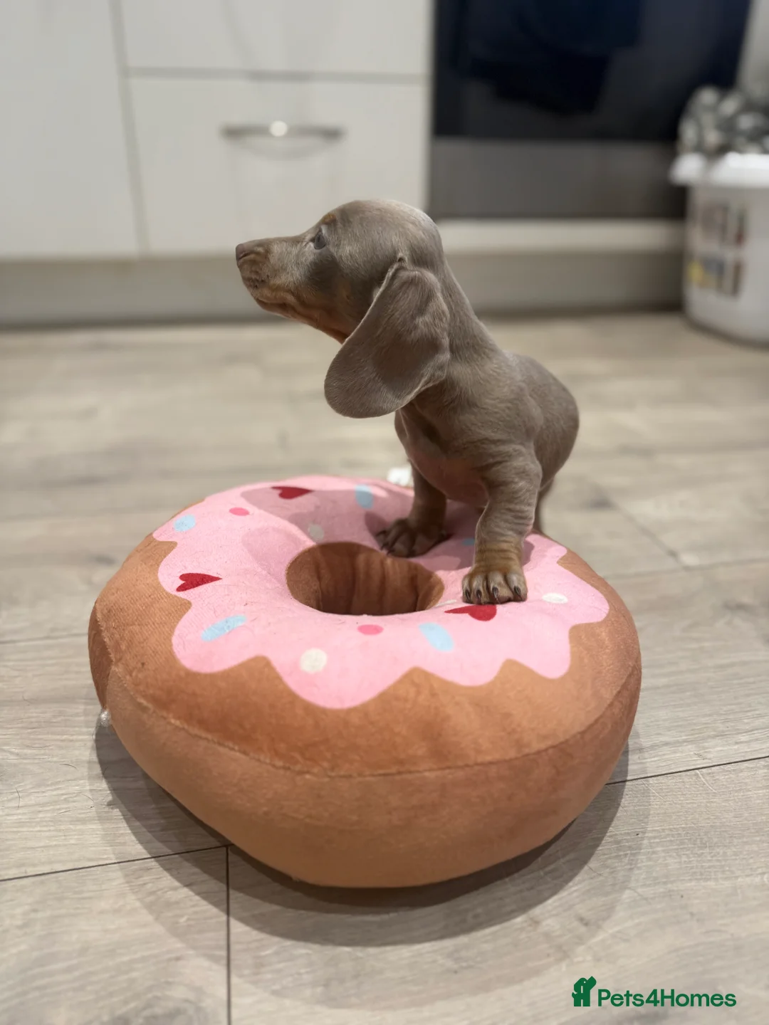 Miniature Dachshund dogs for sale: Miniature dachshund Isabella and tan - Advert 3