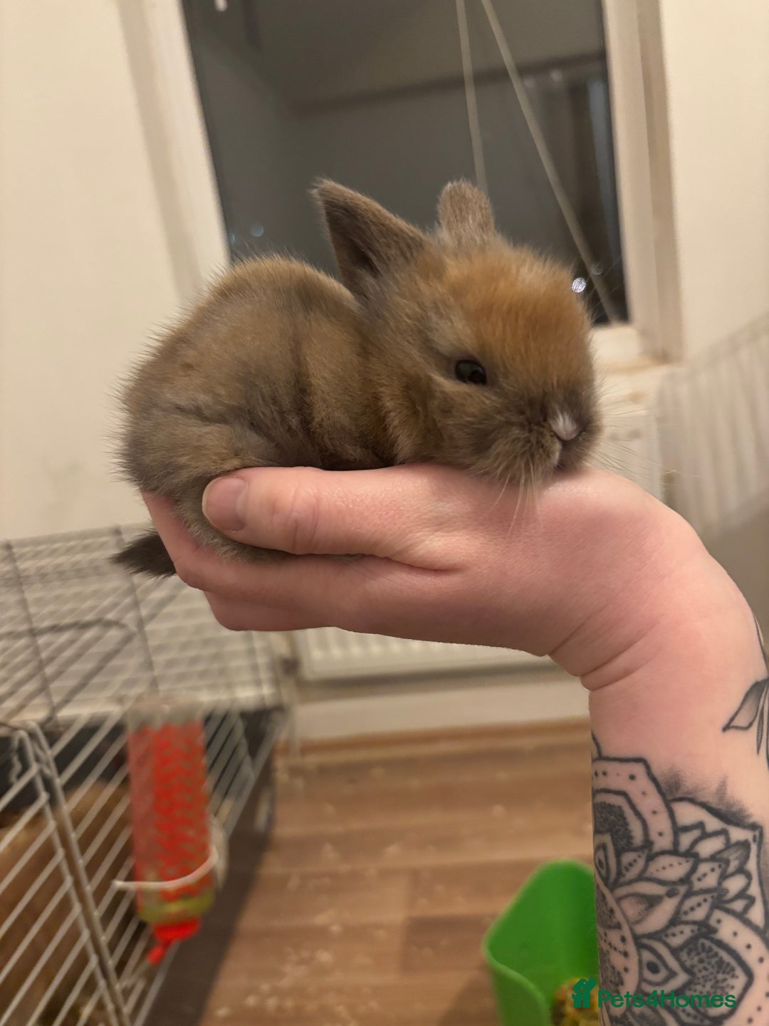 Lionhead rabbits for sale: Baby lionhead rabbits  - Advert 1