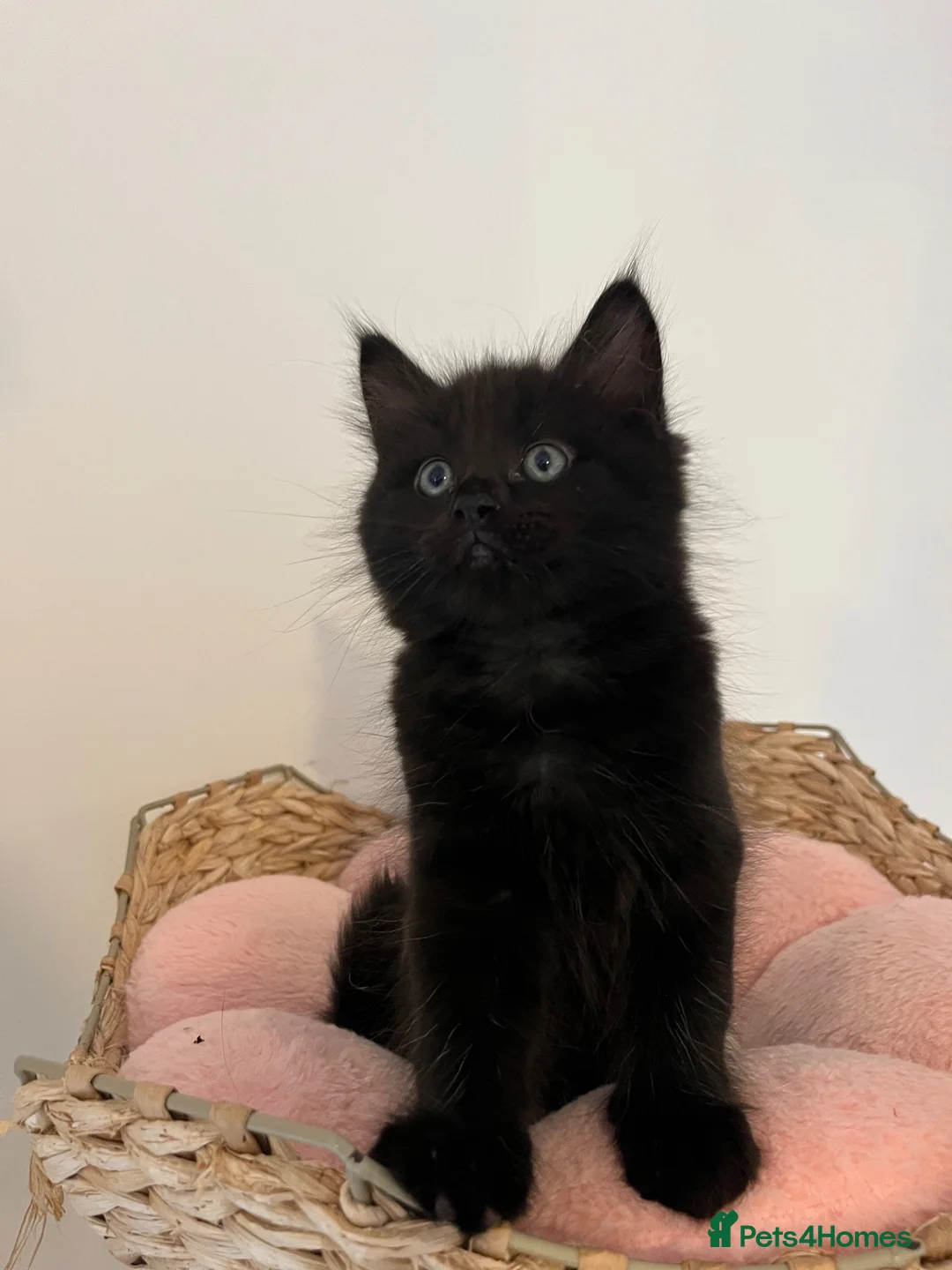 Ragdoll cats for sale: Ragdoll cross  - Advert 1