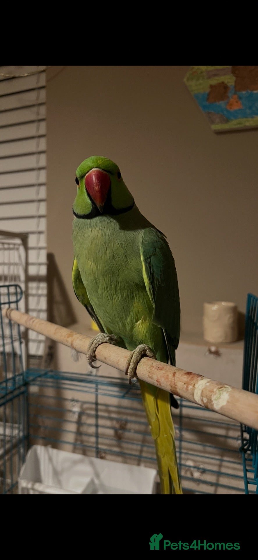 Ringnecks birds for sale: Male and female Indian ring neck parakeets  - Advert 2