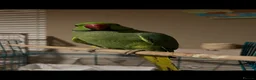 Ringnecks birds for sale: Male and female Indian ring neck parakeets  - Advert 1