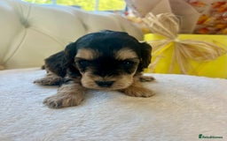 Cockapoo dogs for sale: 4⭐️Licensed F1b Cockapoos Exceptionally Bred - Image 9