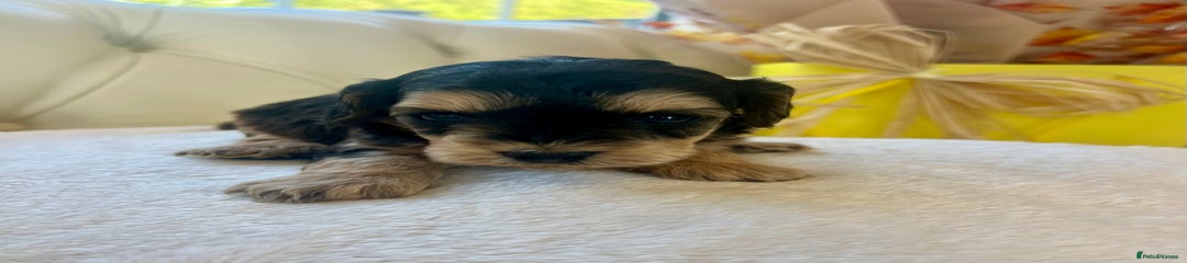 Cockapoo Puppy 2