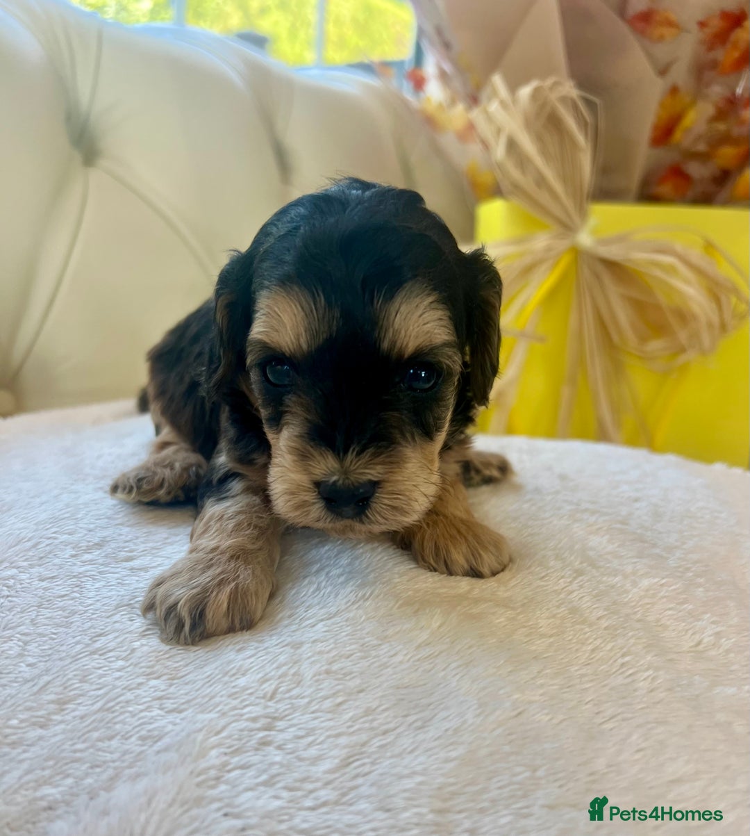Cockapoo dogs for sale: 4⭐️Licensed F1b Cockapoos Exceptionally Bred - Image 9
