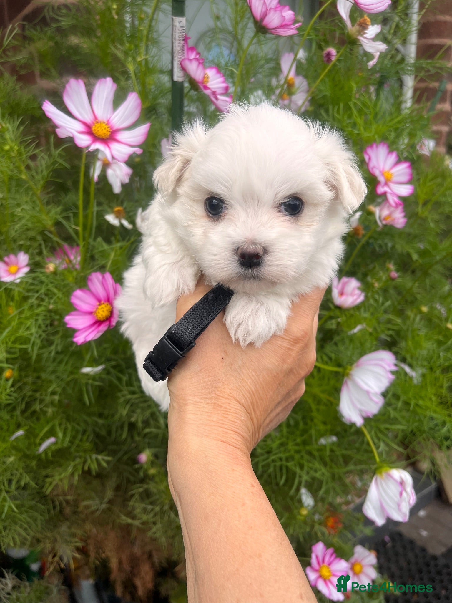 Maltese dogs Happy Tiny KC Reg Boys - Advert 1