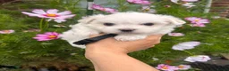 Maltese dogs for sale: Happy Tiny KC Reg Boys - Advert 2