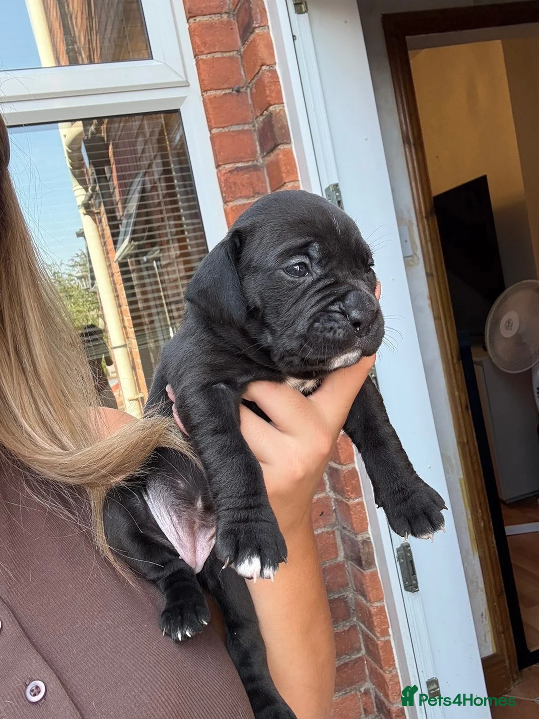 Mixed Breed dogs for sale: Bully cross cane corso  - Advert 8