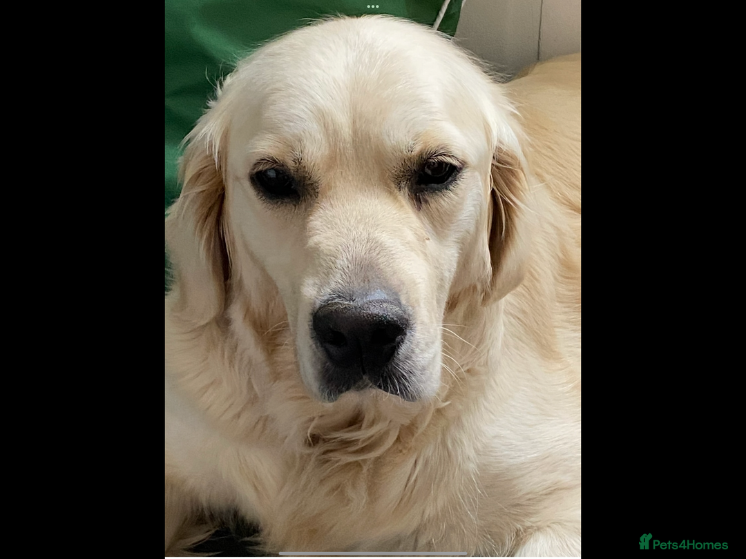 Golden Retriever dogs for sale: KC Reg show line golden female  - Image 2