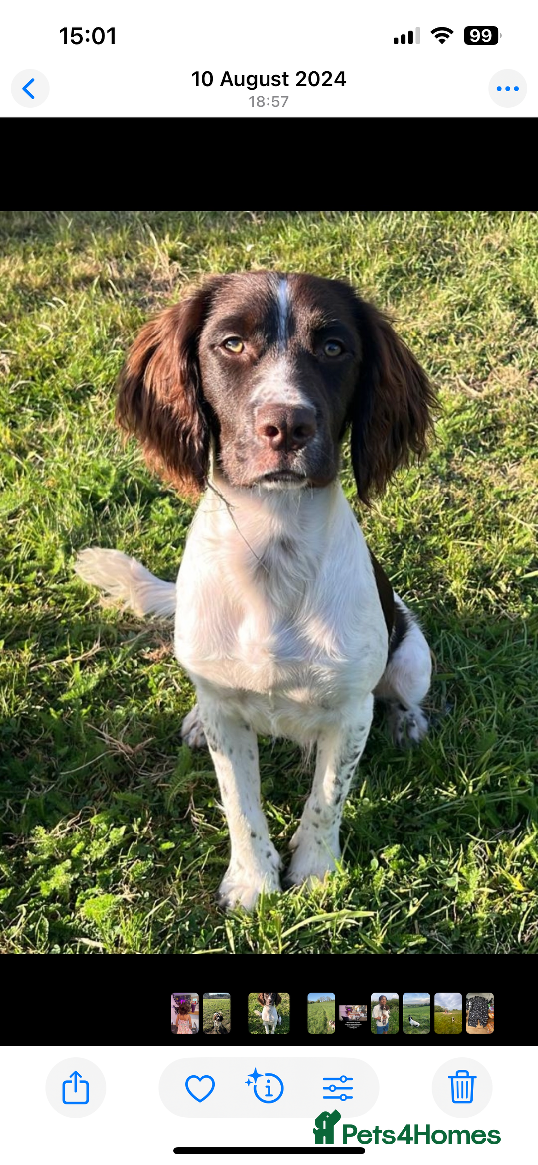 Sprocker dogs for sale: Beautiful spaniel dog - Advert 1