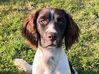 Sprocker dogs Beautiful spaniel dog - Advert 13