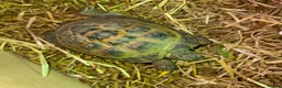 Tortoise reptiles for sale: Horsefield Tortoise  - Advert 3