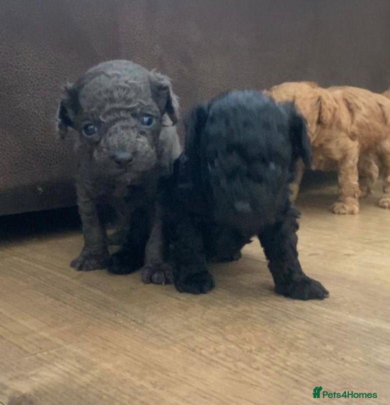 Toy Poodle dogs Beautiful litter of toy poodle pups 🐶 😍  - Advert 18