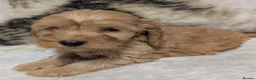 Cockapoo dogs for sale: Quality DNA Clear Cockapoo Puppies  - Advert 29