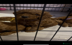 Labradoodle dogs for sale: 🐾AVAILABLE TO VIEW! - Fox Red Labradoodle Pups 🐾 - Image 21