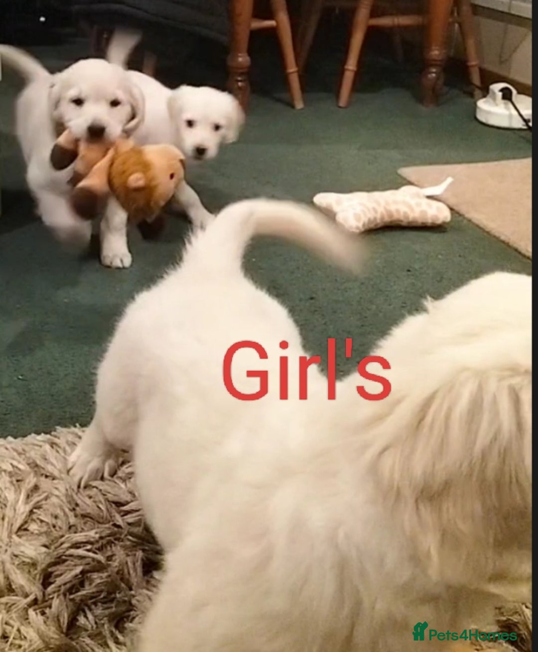 Golden Retriever dogs for sale: GOLDEN RETRIEVER PUPS - Advert 19