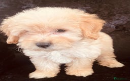 Goldendoodle dogs for sale: Adorable Golden Doodle F1B Miniature Boy  - Image 2