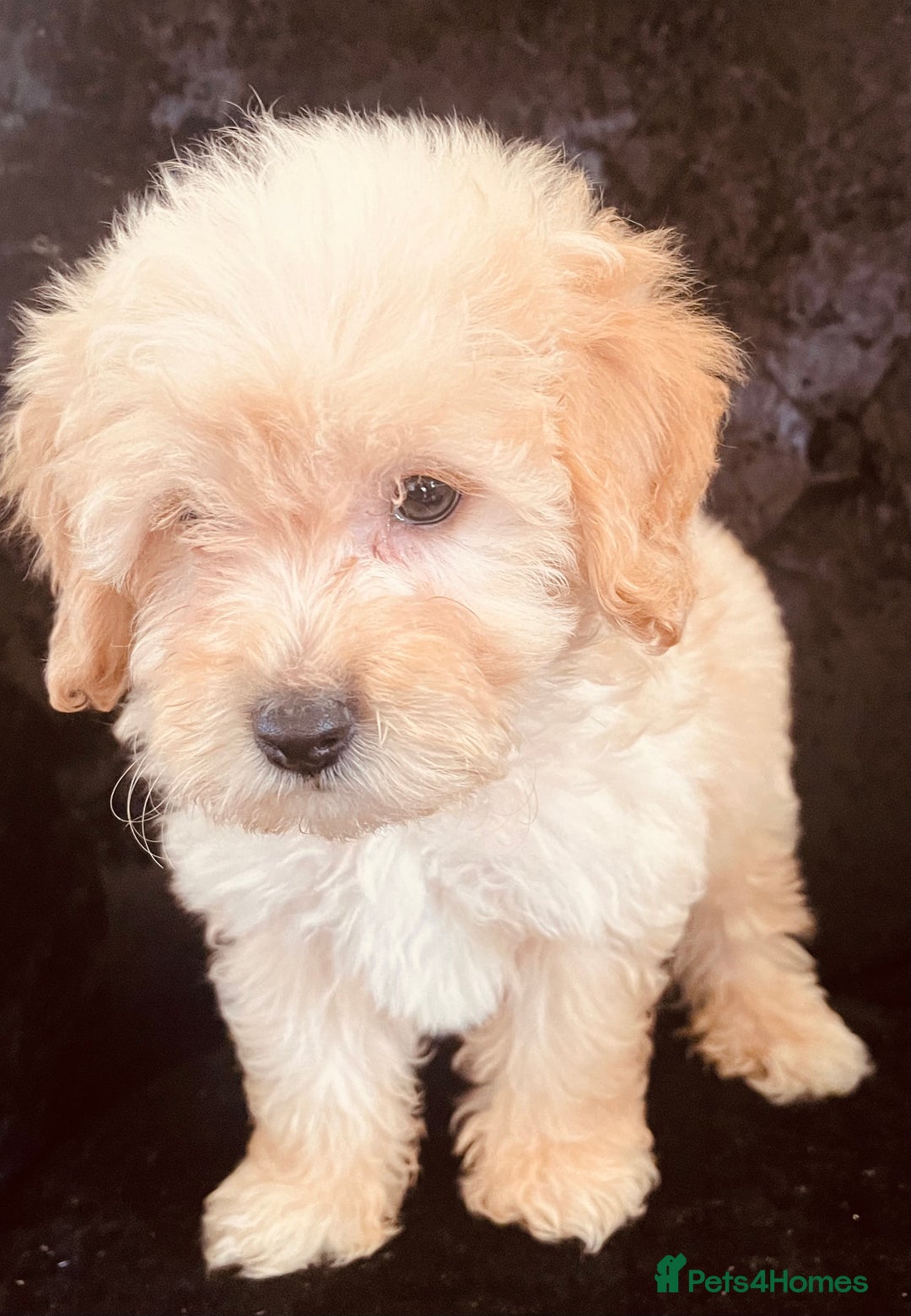 Goldendoodle dogs for sale: Adorable Golden Doodle F1B Miniature Boy  - Image 2