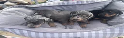 Dachshund dogs for sale: Stunning dapple girl dachshund standard - Advert 3