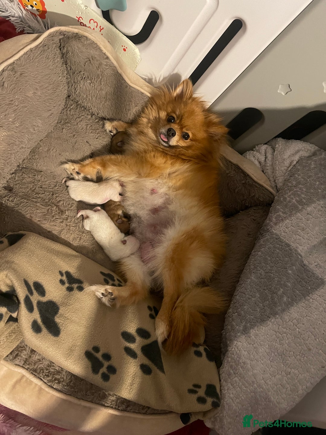 Pomeranian dogs for sale: Beautiful Pomerian Boy  - Image 13