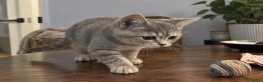 Scottish Fold 1