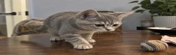 Scottish Fold cats for sale: Beautiful British Shorthair Kittens – Home Raised  - Advert 4