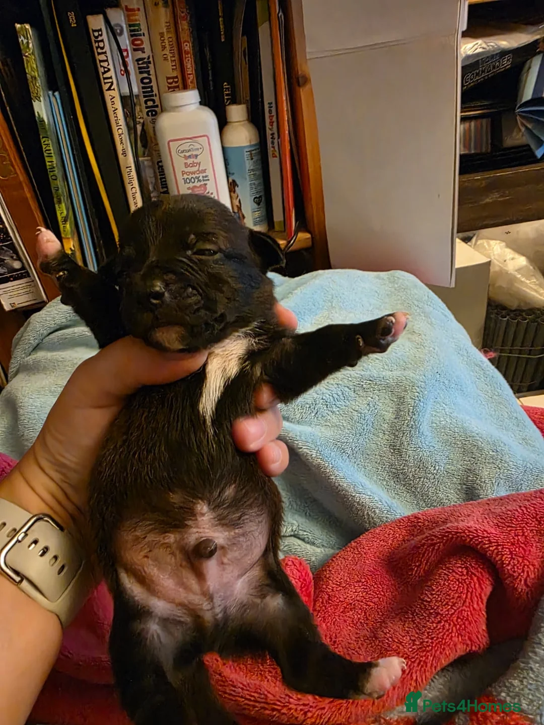 Jack Russell dogs for stud: Rusty stunning Jack Russell available for Stud in Sheffield - Advert 13