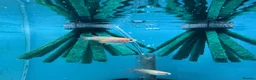 Ricefish fish for sale: Orange Medaka Japanese Ricefish (Oryzias latipes) in Malvern - Advert 2