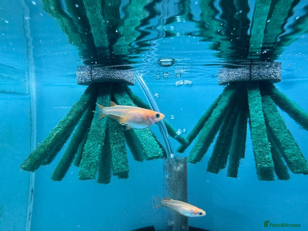 Ricefish fish for sale: Orange Medaka Japanese Ricefish (Oryzias latipes) in Malvern - Advert 2