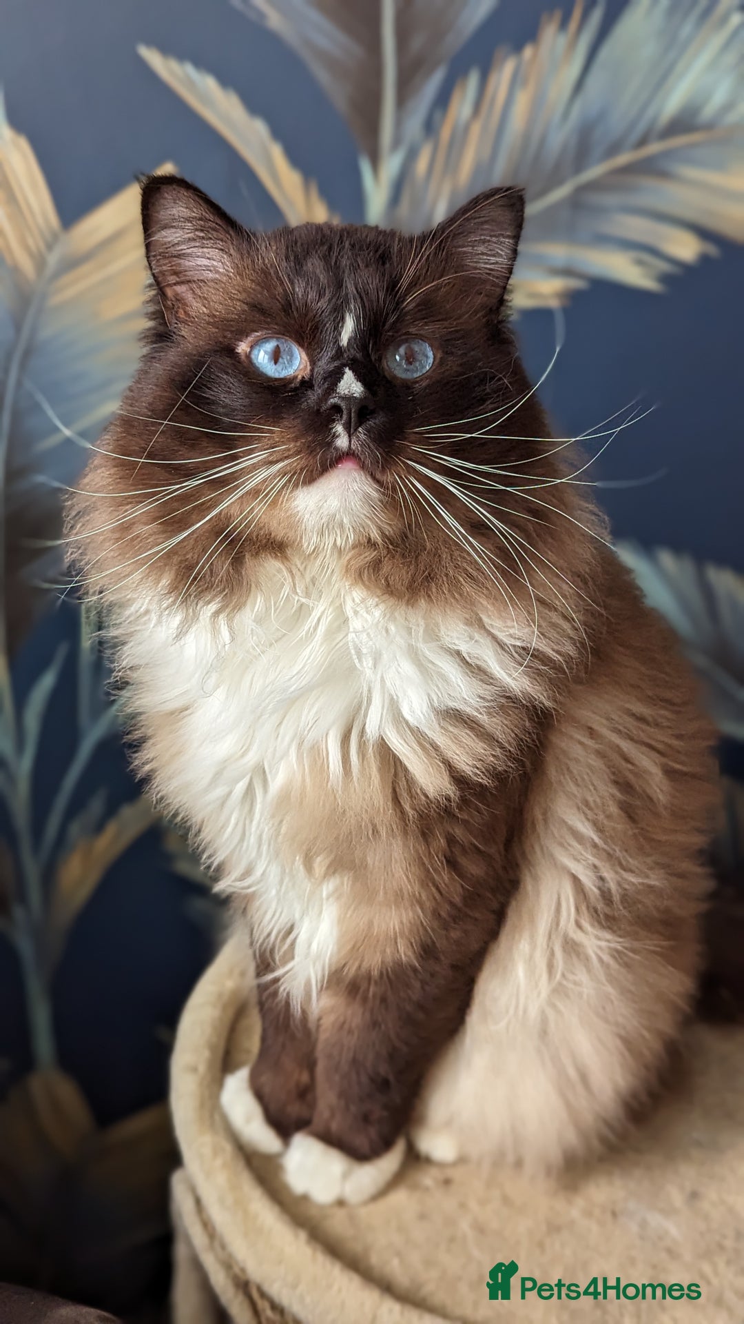 Ragdoll cats for sale: Gorgeous Ragdoll Kittens  - Advert 28