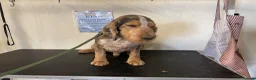 Cockapoo dogs for sale: COCKERPOO PUPS FROM 5 STAR LICENSED HOME BREEDER - Advert 11