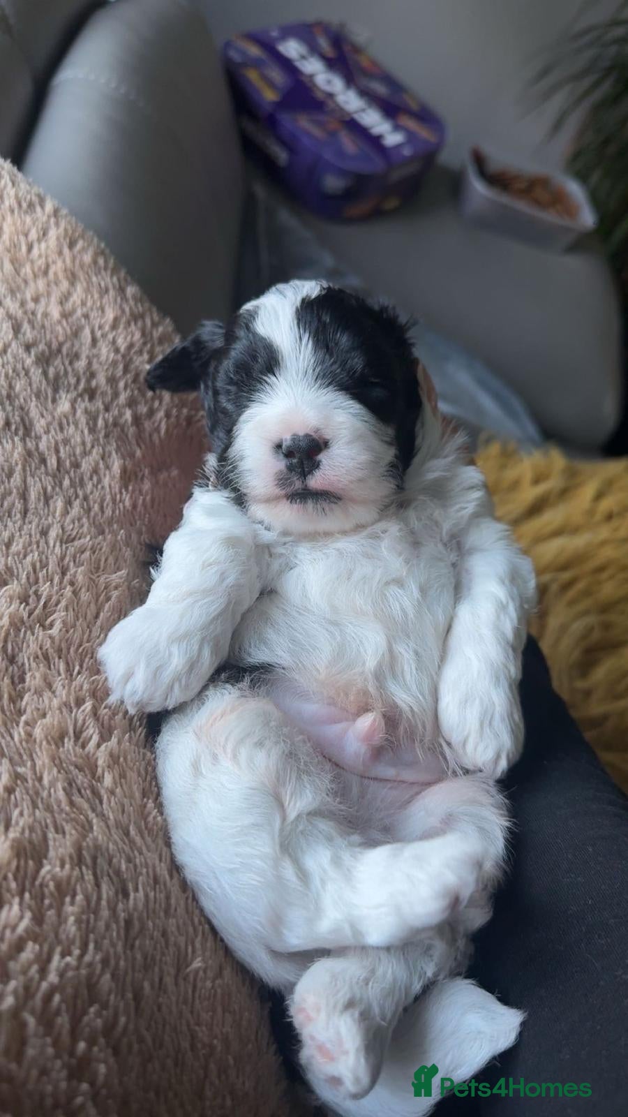Lhasapoo dogs Stunning Lhasapoo Puppies Available.  - Advert 1