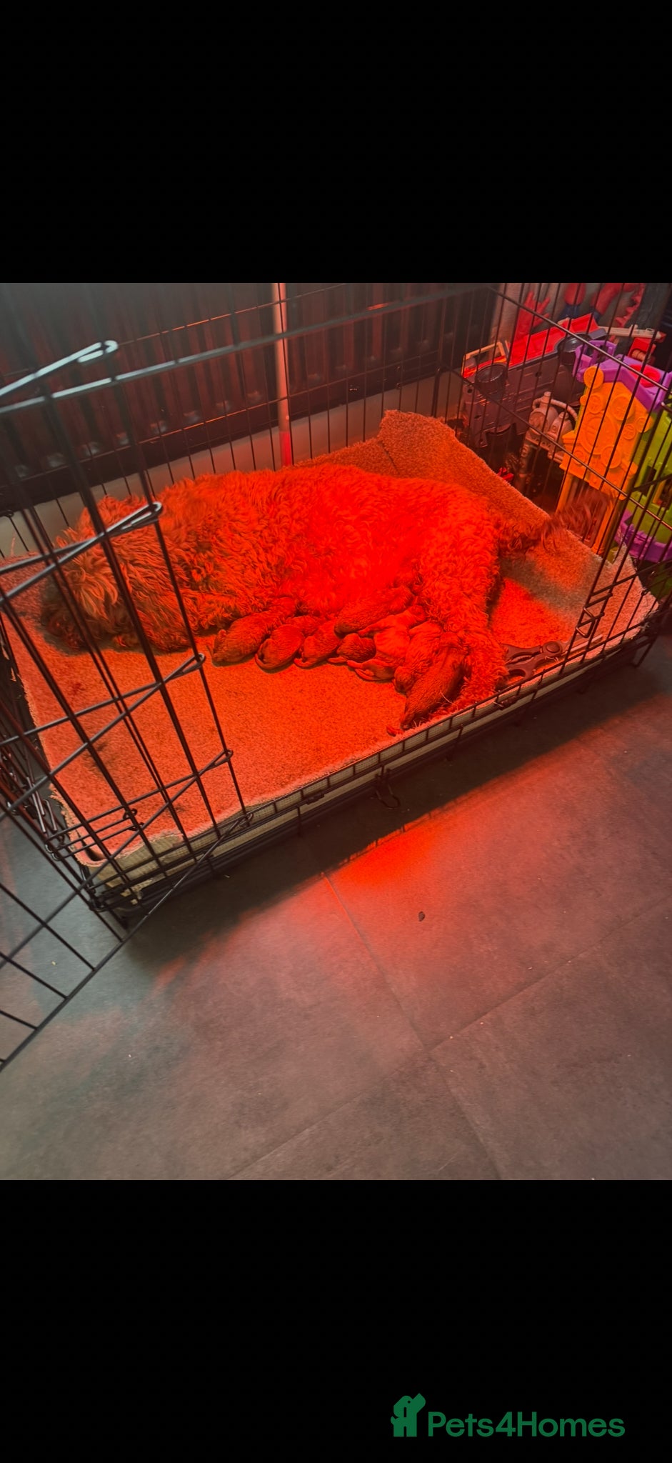 Cockapoo dogs DEEP RED COCKAPOO PUPPIES REDY NOW - Advert 8