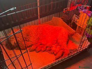 Cockapoo dogs DEEP RED COCKAPOO PUPPIES REDY NOW - Advert 8