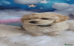 Maltipoo dogs for sale: LAST BOY LEFT F1 Apricot & Cream Toy Maltipoo Pups - Image 3