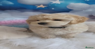 Maltipoo dogs - Advert 13