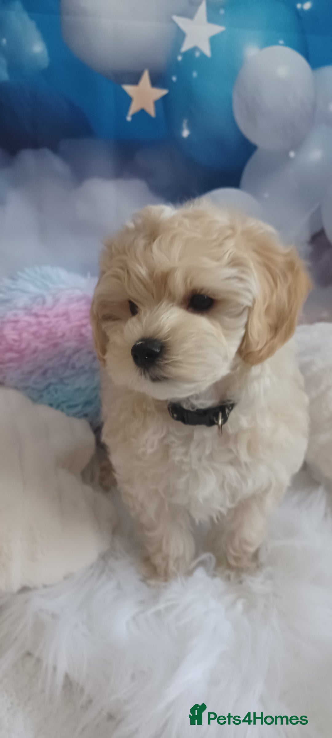 Maltipoo dogs for sale: LAST BOY LEFT F1 Apricot & Cream Toy Maltipoo Pups - Image 3
