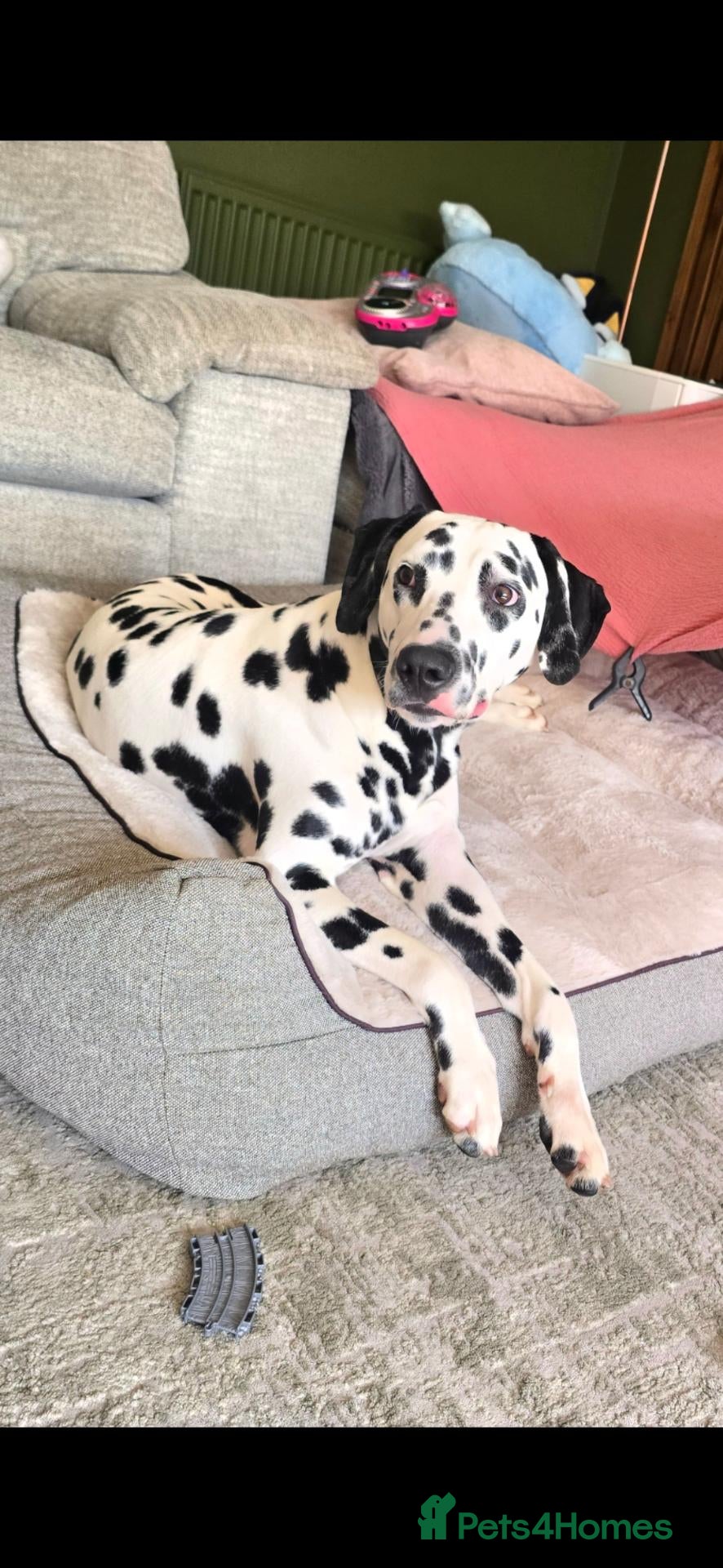 Dalmatian dogs Rehome dalmatian  - Advert 7