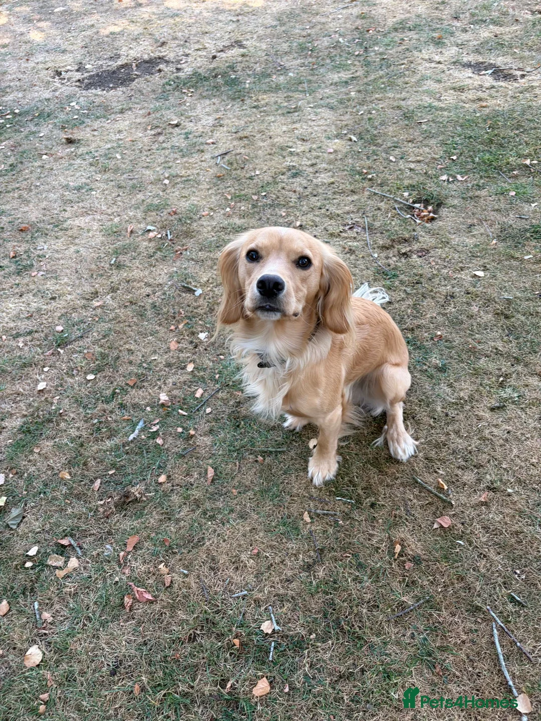 Cocker Spaniel dogs for sale: KC Reg Working Cocker Spaniel Dog - 13 Months - Advert 5