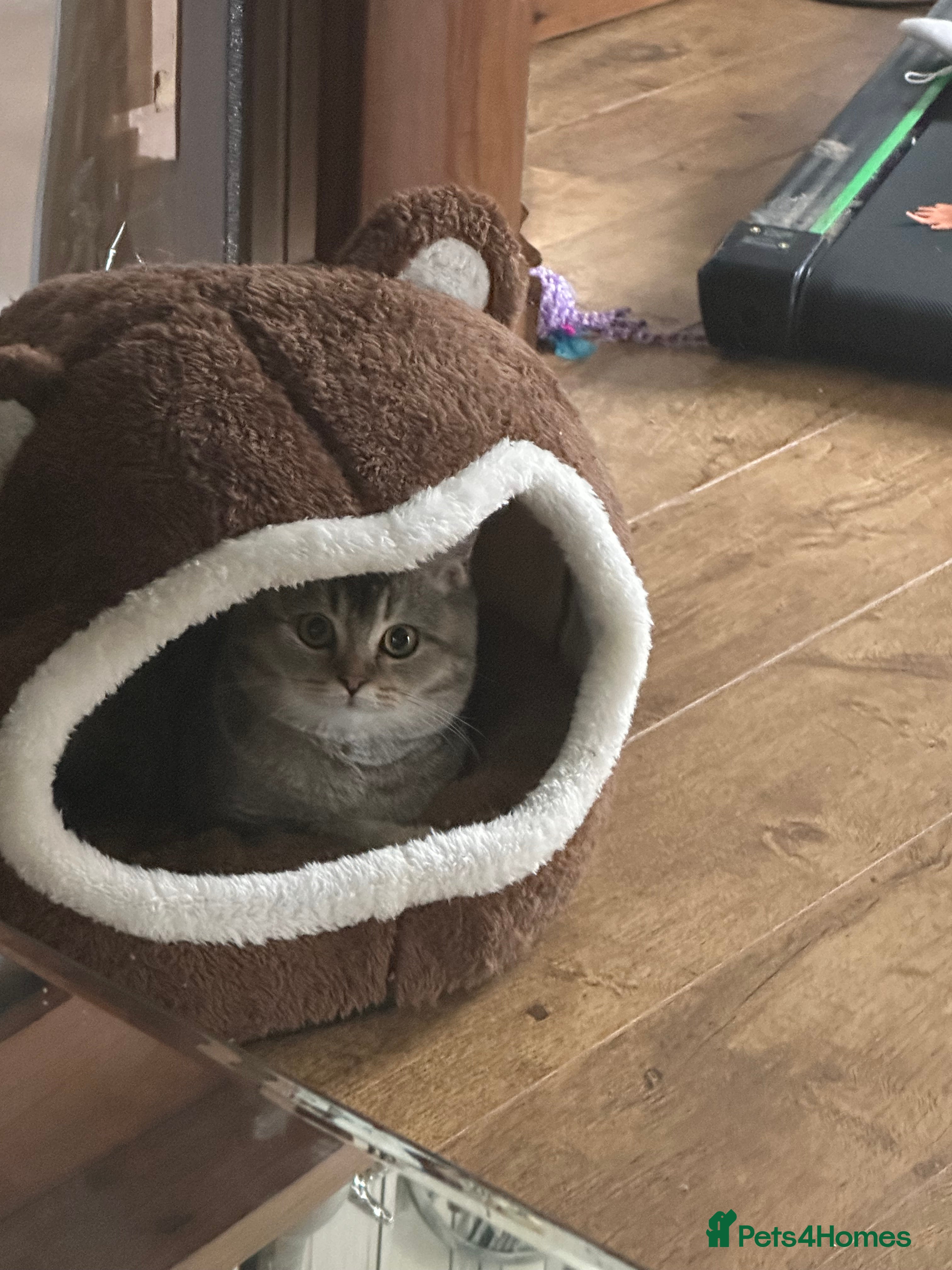 British Shorthair cats Golden mixed bsh  - Advert 1