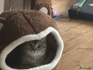 British Shorthair cats Golden mixed bsh - Advert 13