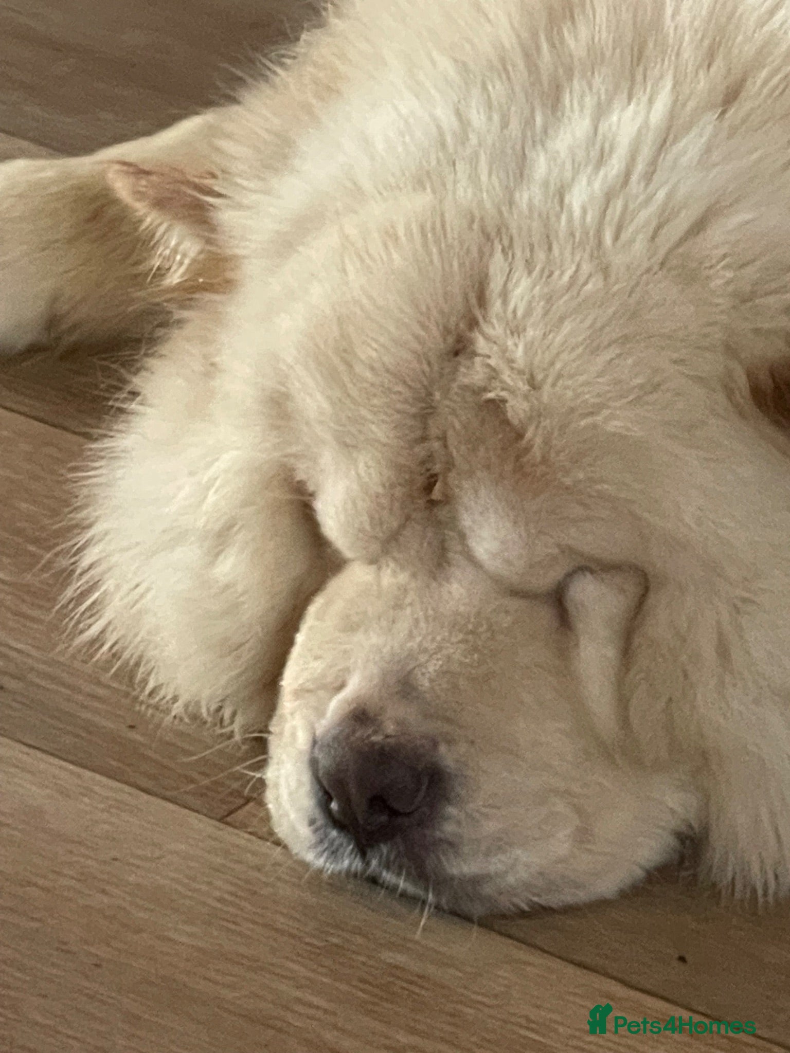 Chow Chow dogs Chow chow puppy  - Advert 3