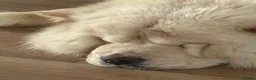 Chow Chow dogs for sale: Chow chow puppy  - Advert 1