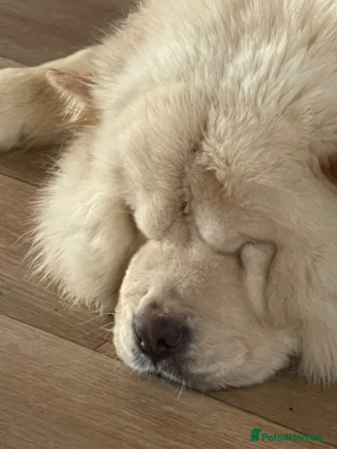 Chow Chow dogs for sale: Chow chow puppy  - Advert 1