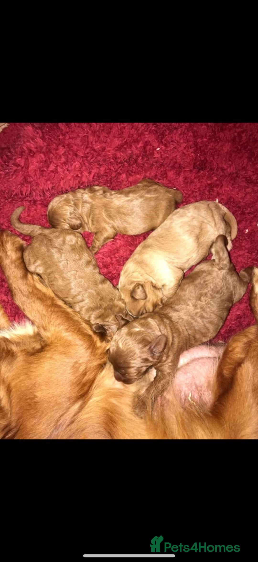 Cavapoo dogs for sale: Outstanding cavapoo pups - Image 4