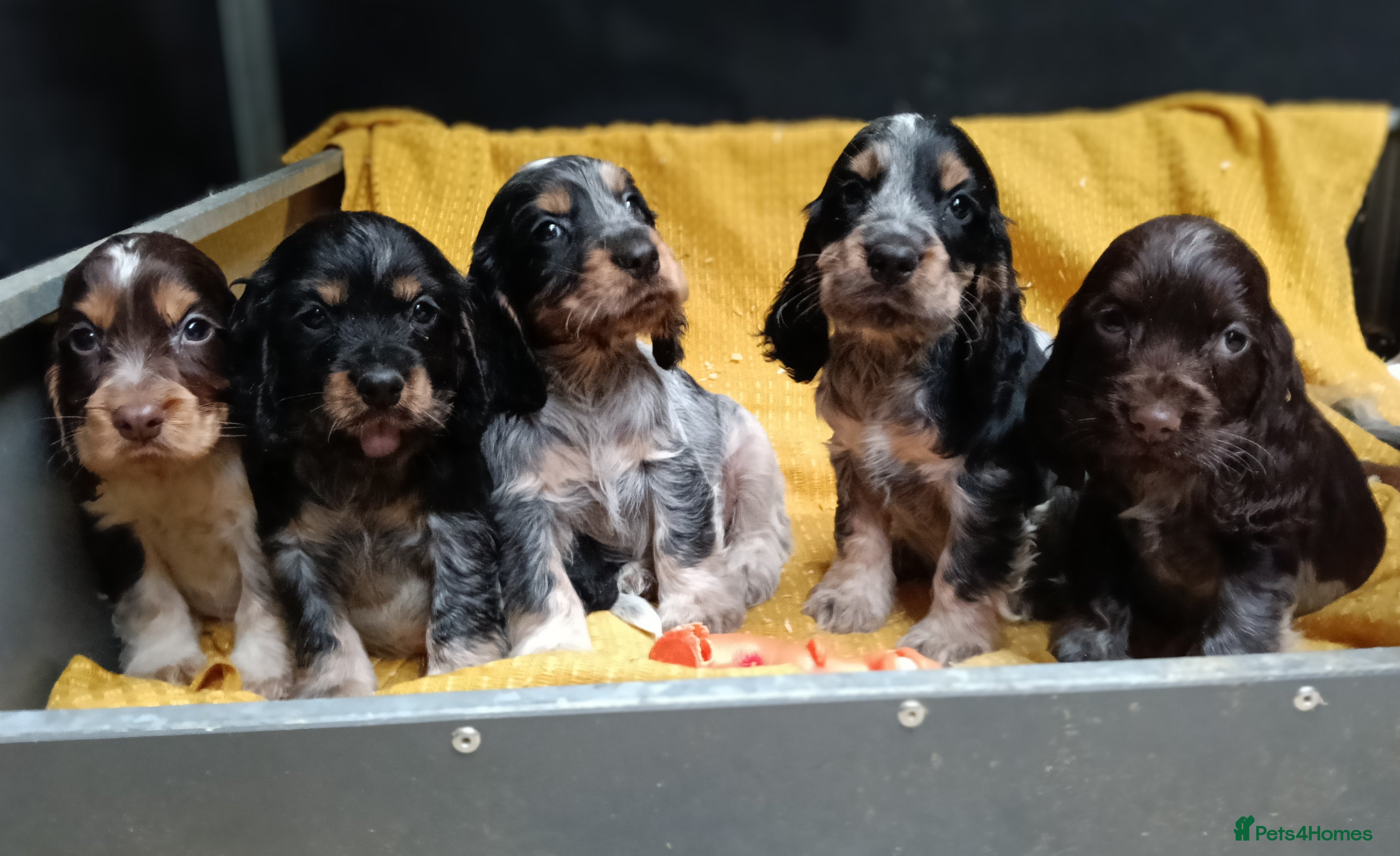 Cocker Spaniel dogs 🩷Scrumptious Cocker Spaniel puppies 🩷 - Advert 9