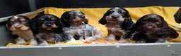 Cocker Spaniel dogs for sale: 🩷Scrumptious Cocker Spaniel puppies 🩷 - Advert 1