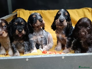 Cocker Spaniel dogs 🩷Scrumptious Cocker Spaniel puppies 🩷 - Advert 11