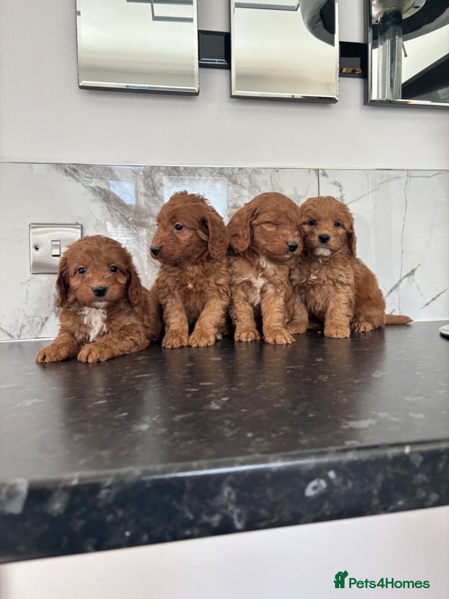 Maltipoo dogs Teddy bear maltipoo puppies - Advert 11